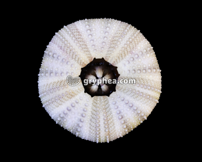 Oursin - face orale (Psammechinus miliaris) - gryphea.com